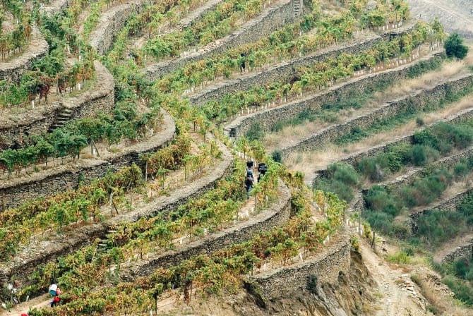 Quinta do Síbio, Cotas <br>© Coleção Museu do Douro/ Egídio Santos